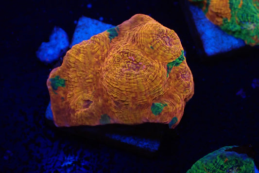 Deep Sea Echinophyllia04