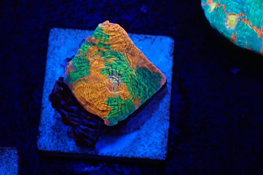 Deep Sea Echinophyllia06