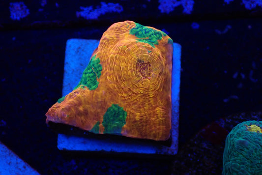 Deep Sea Echinophyllia08