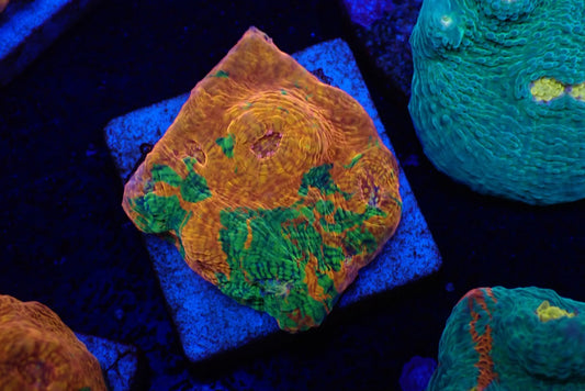 Deep Sea Echinophyllia09