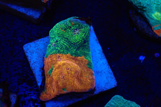 Deep Sea Echinophyllia010