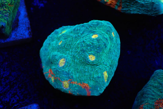 Deep Sea Echinophyllia011