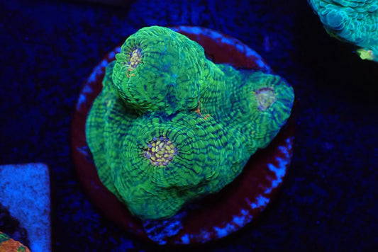 Deep Sea Echinophyllia012