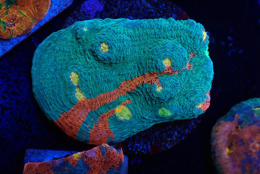 Deep Sea Echinophyllia014