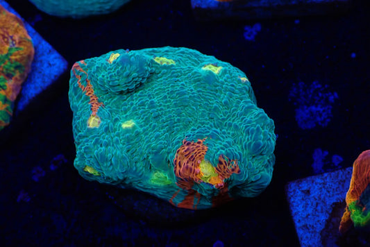 Deep Sea Echinophyllia015