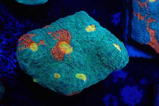 Deep Sea Echinophyllia017