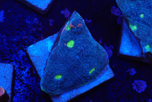 Deep Sea Echinophyllia027