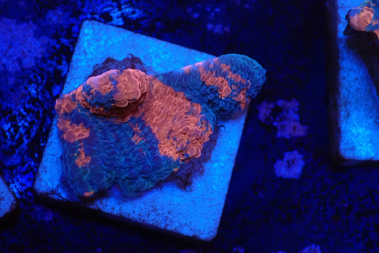 Deep Sea Echinophyllia028