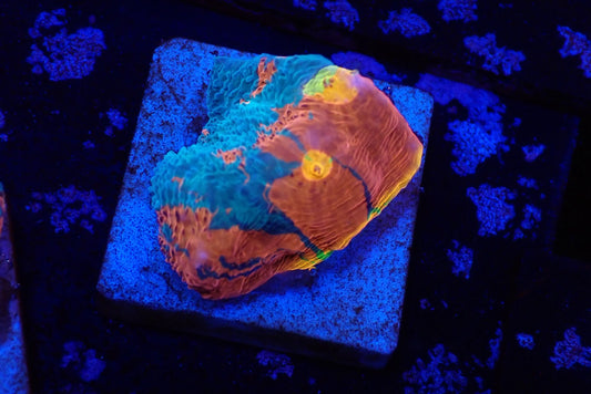 Deep Sea Echinophyllia030