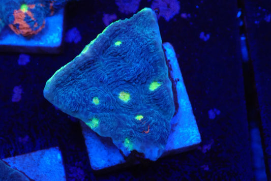 Deep Sea Echinophyllia032
