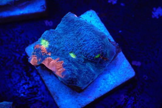 Deep Sea Echinophyllia033