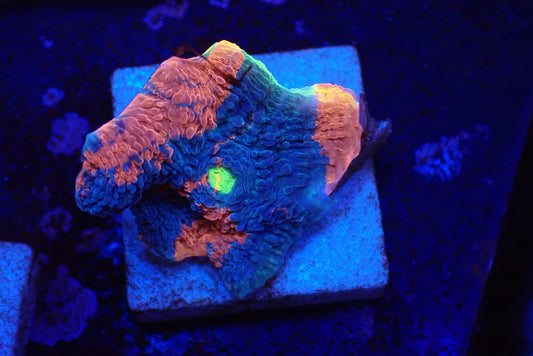 Deep Sea Echinophyllia034