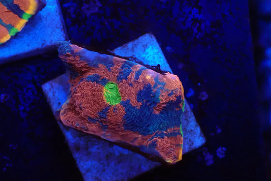 Deep Sea Echinophyllia035