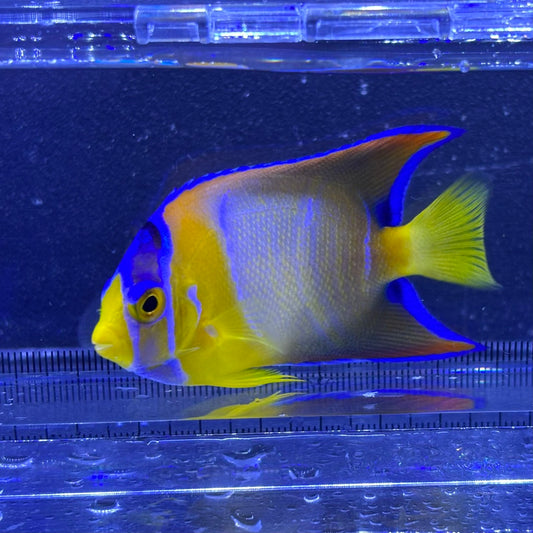 クイーンエンゼル　