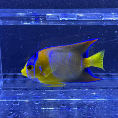 クイーンエンゼル　