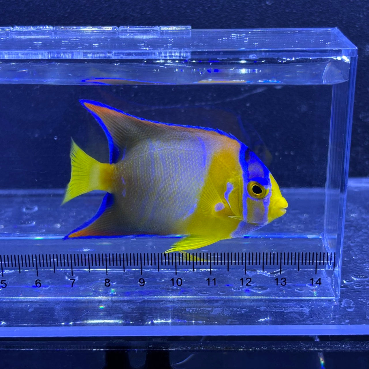 クイーンエンゼル　