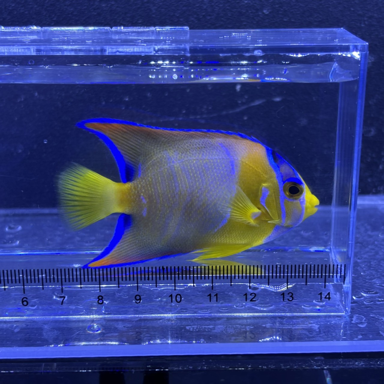 クイーンエンゼル　