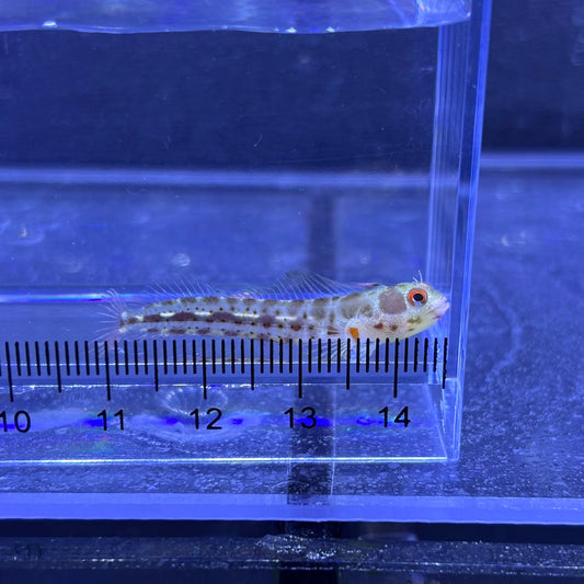 パナミックバーナクルブレニー