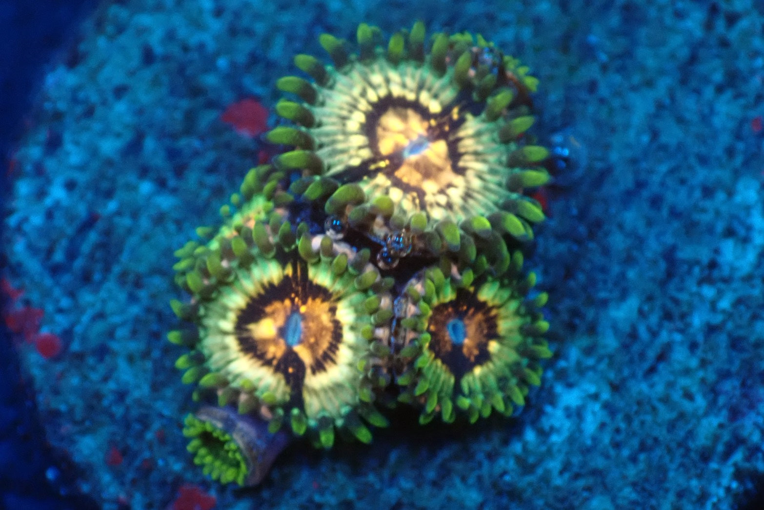 ソフトコーラル - マメスナギンチャク – FISH UP