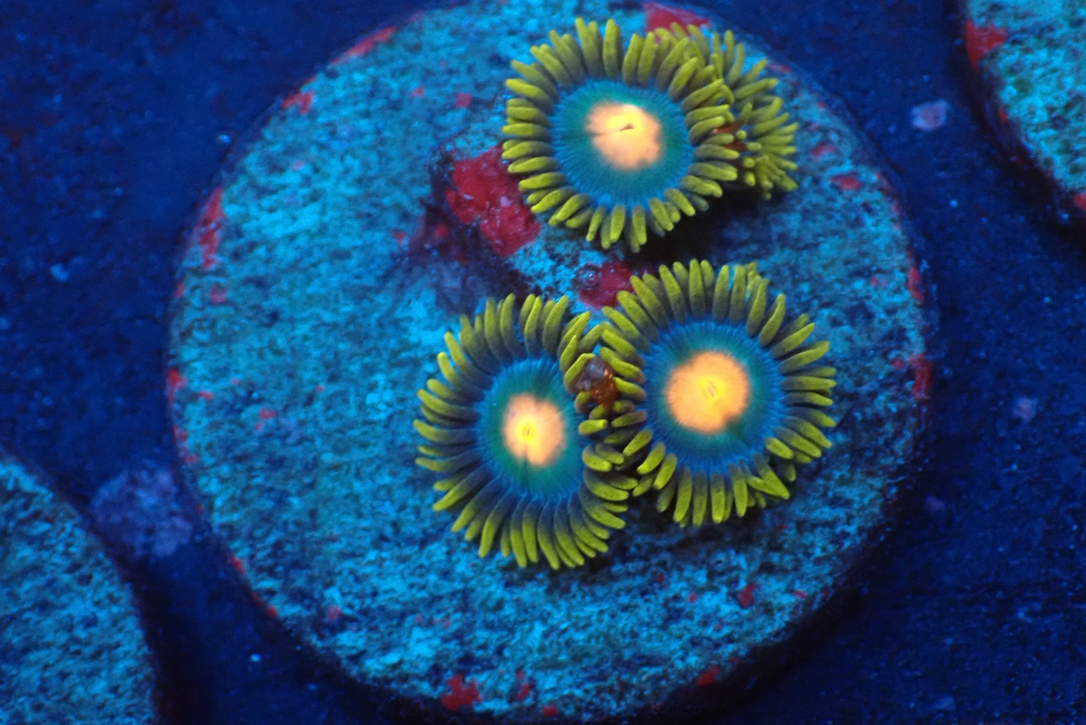 ソフトコーラル - マメスナギンチャク – FISH UP