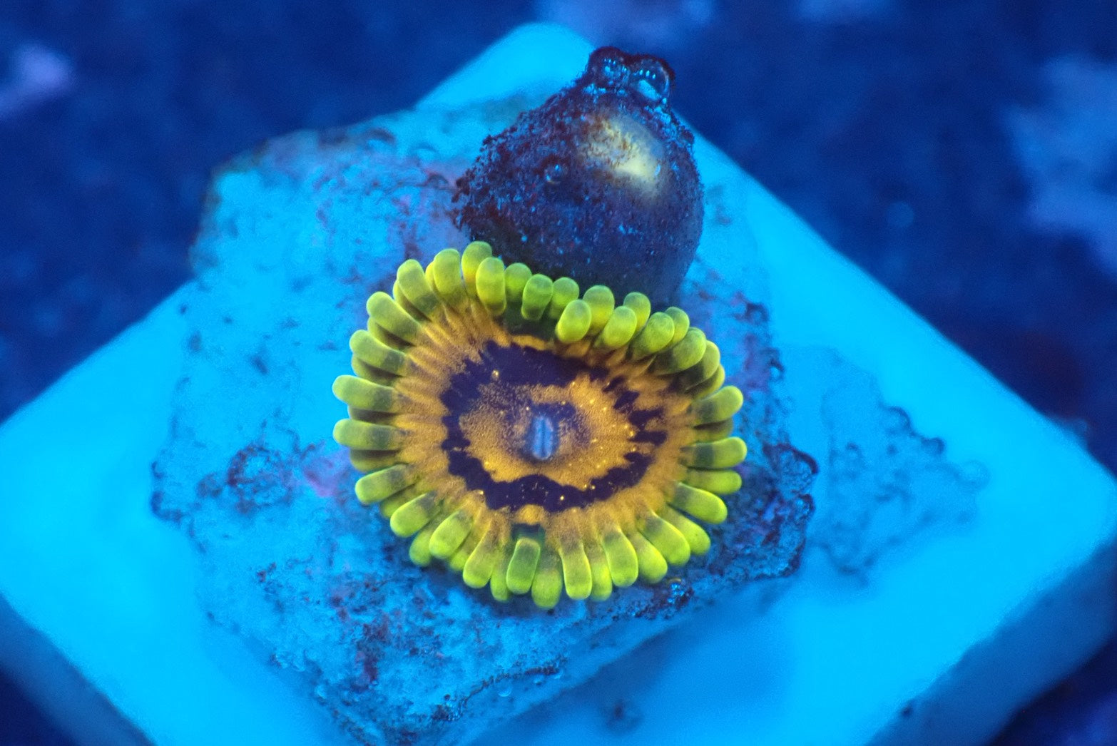 ソフトコーラル - マメスナギンチャク – FISH UP