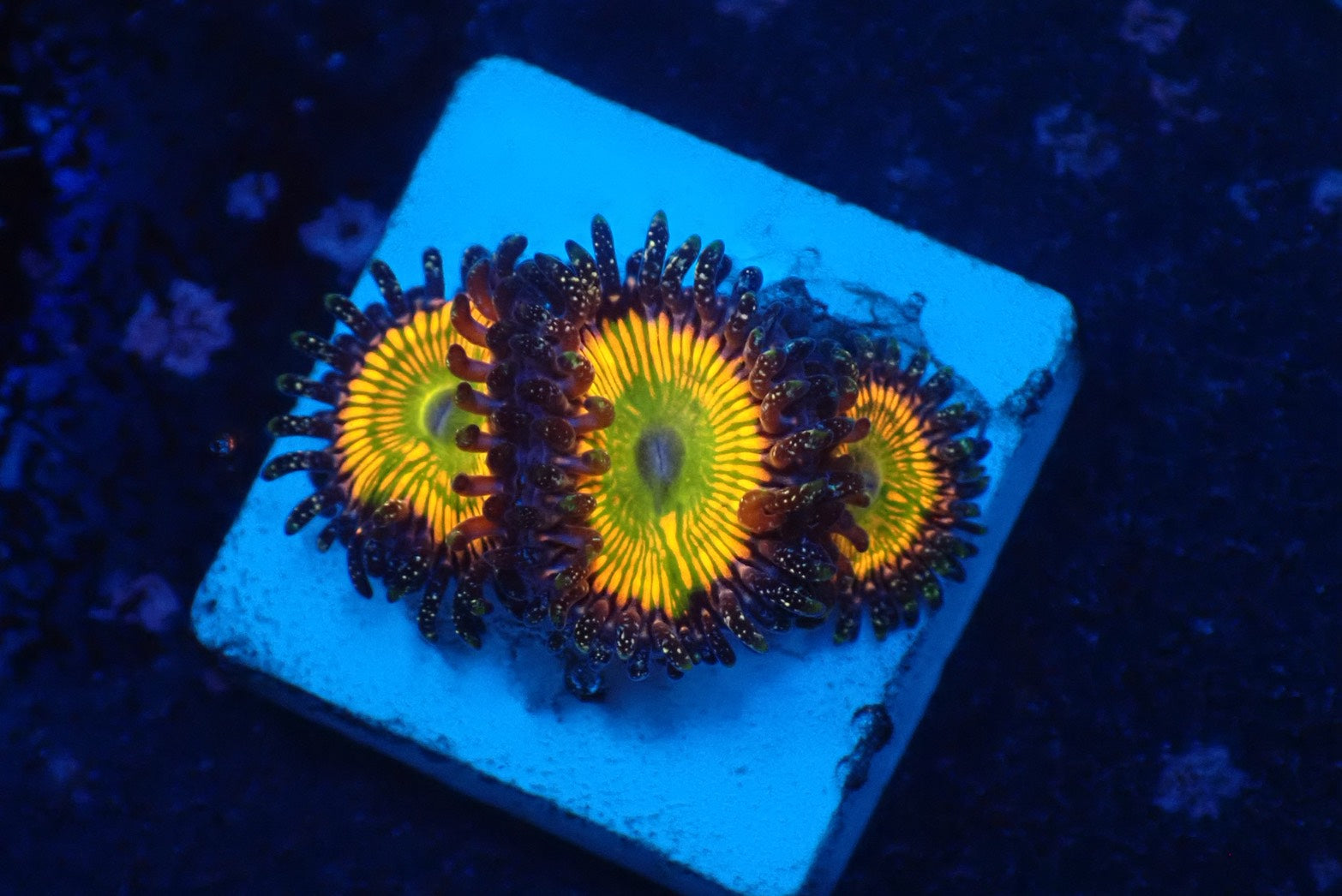 ソフトコーラル - マメスナギンチャク – FISH UP