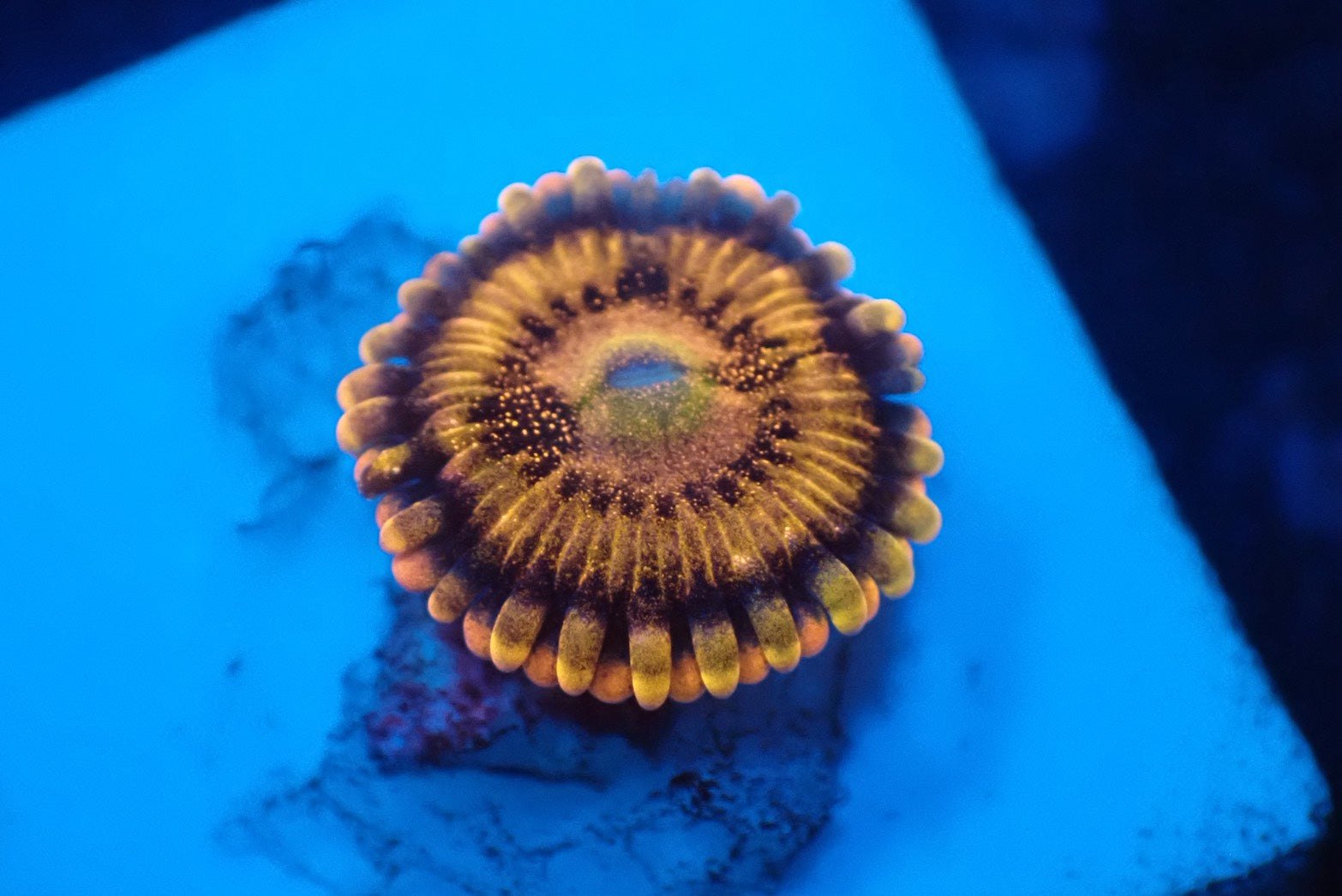 ソフトコーラル - マメスナギンチャク – FISH UP