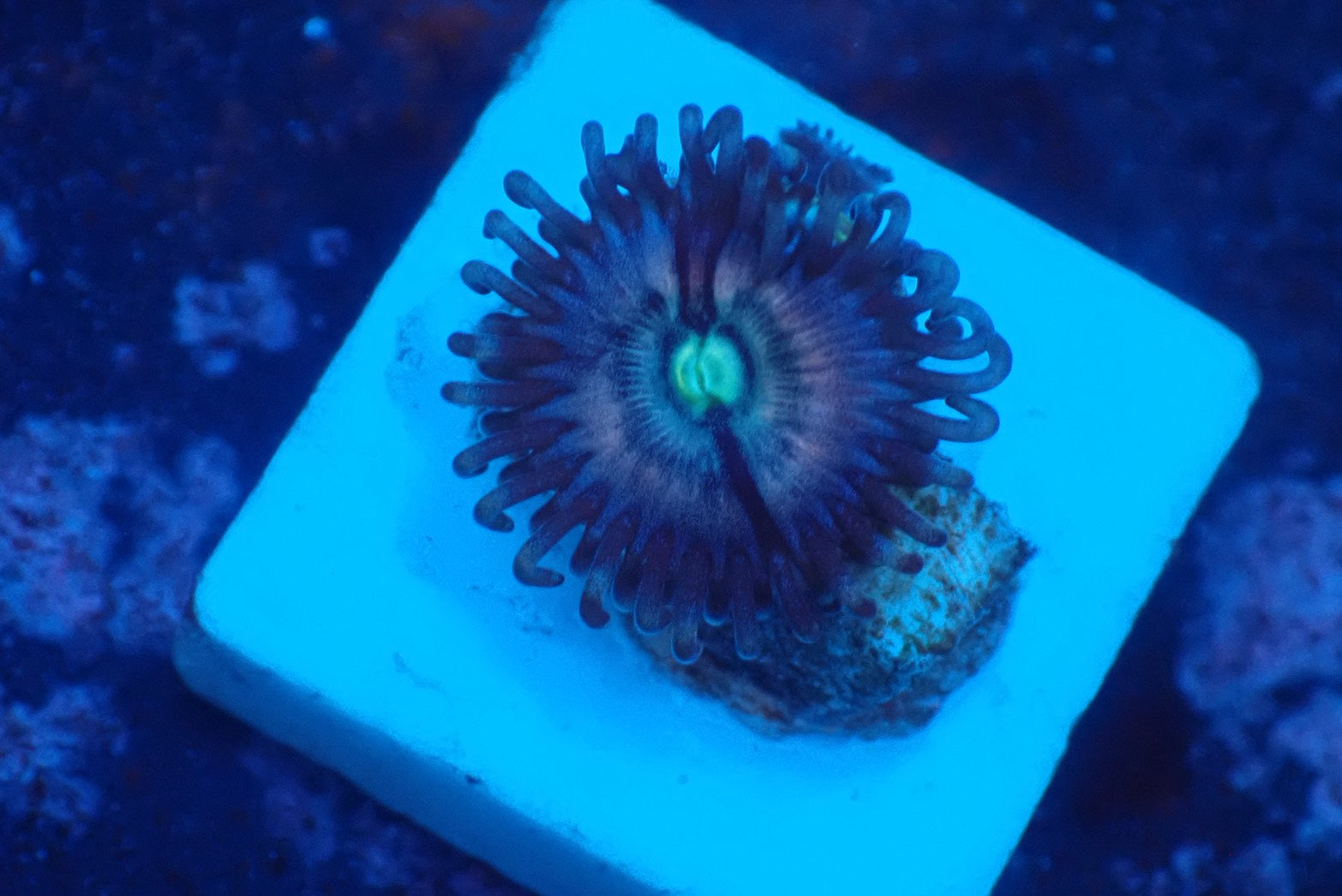 ソフトコーラル - マメスナギンチャク – FISH UP