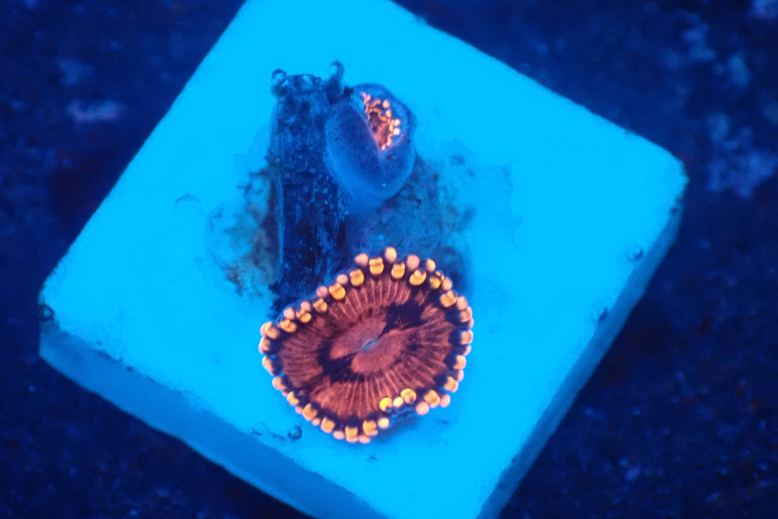 ソフトコーラル - マメスナギンチャク – FISH UP