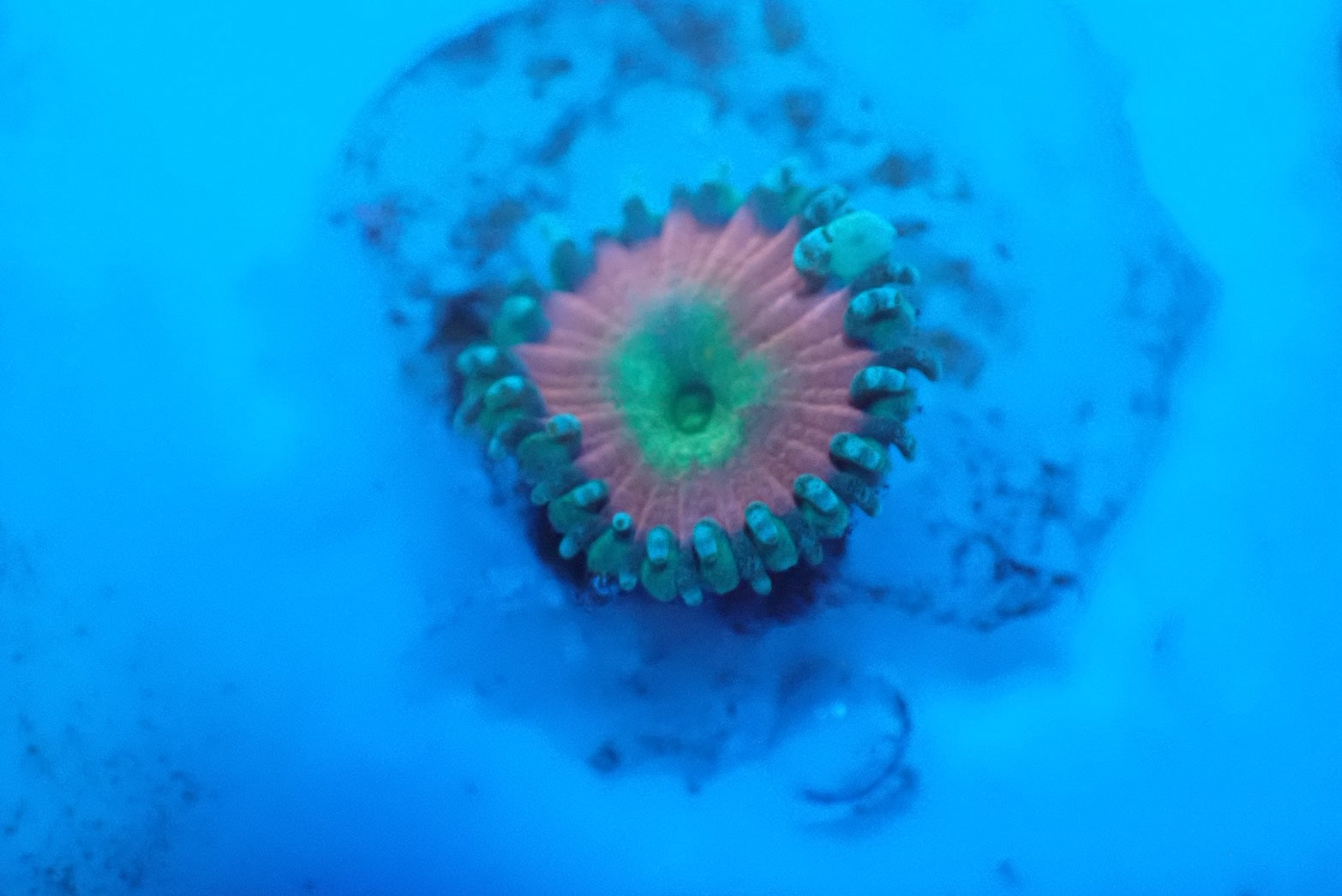 ソフトコーラル - マメスナギンチャク – FISH UP