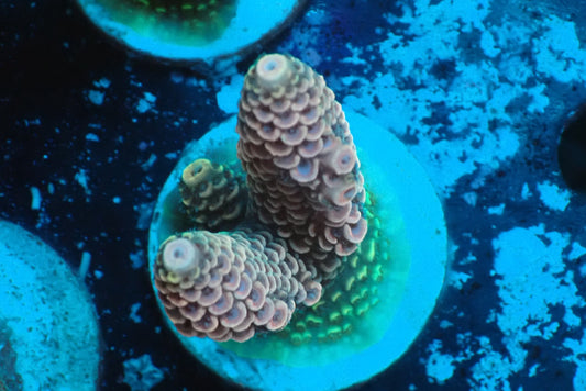 ミドリイシフラグ03