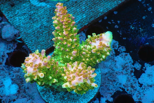 ヤスリミドリイシ