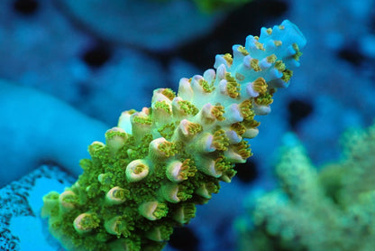 ヤスリミドリイシ