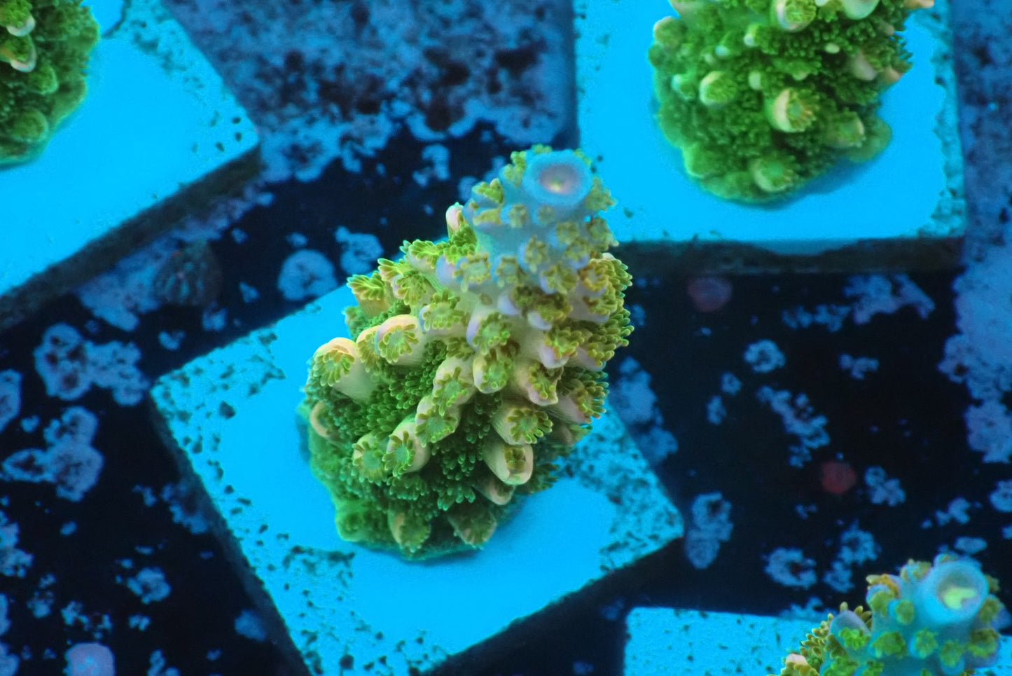 ヤスリミドリイシ