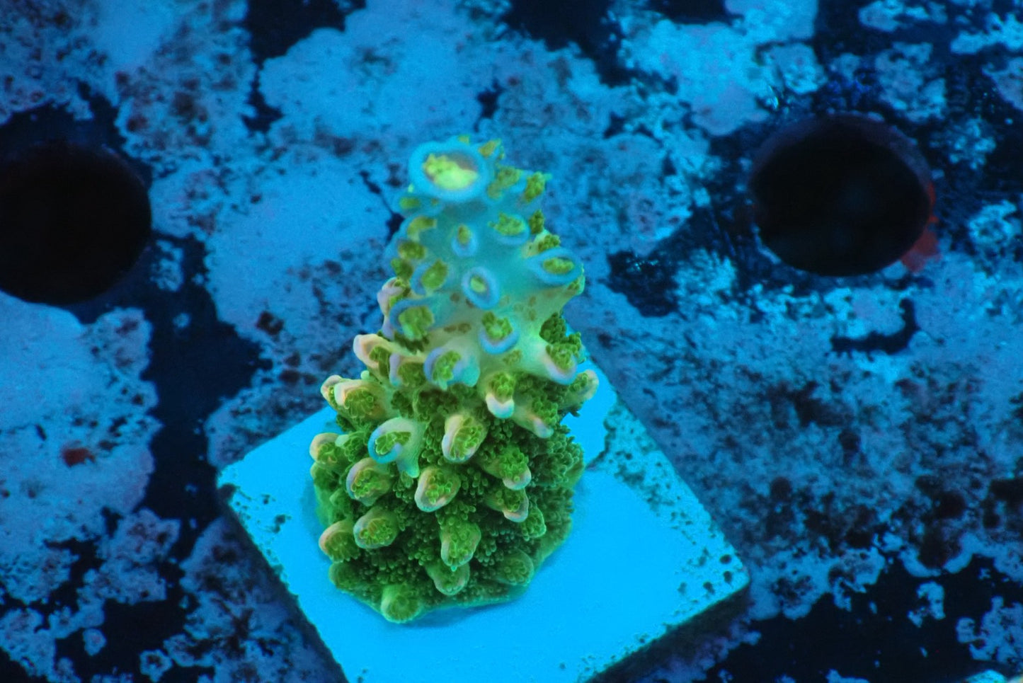 ヤスリミドリイシ