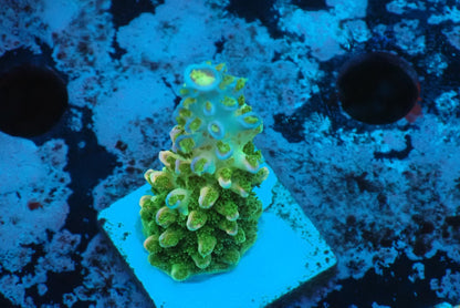 ヤスリミドリイシ