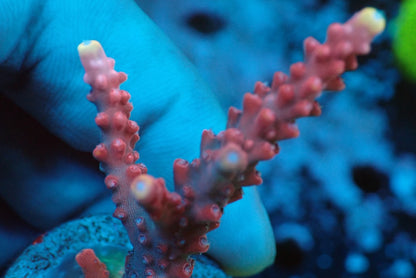 ミドリイシフラグ08