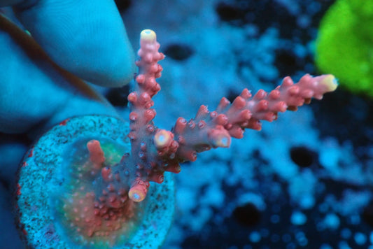 ミドリイシフラグ08