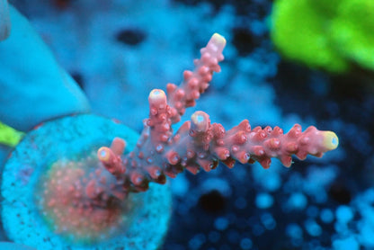 ミドリイシフラグ08