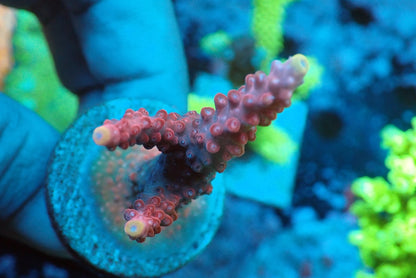 ミドリイシフラグ08