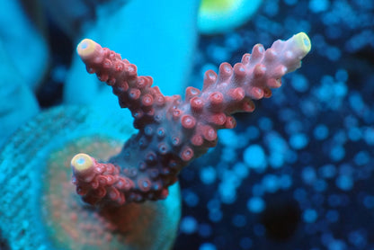 ミドリイシフラグ08