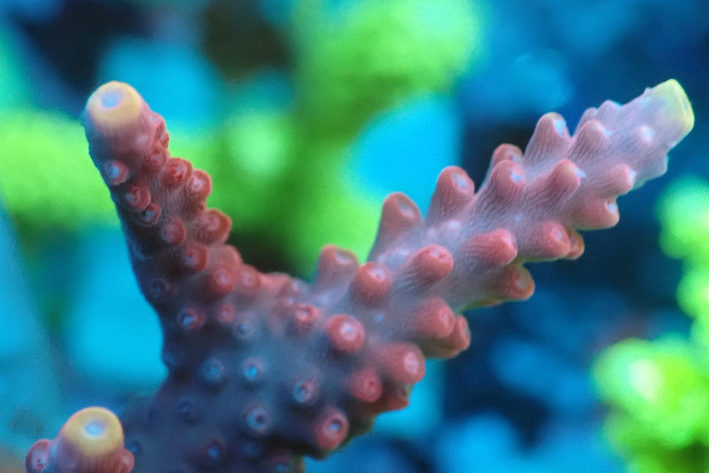 ミドリイシフラグ08