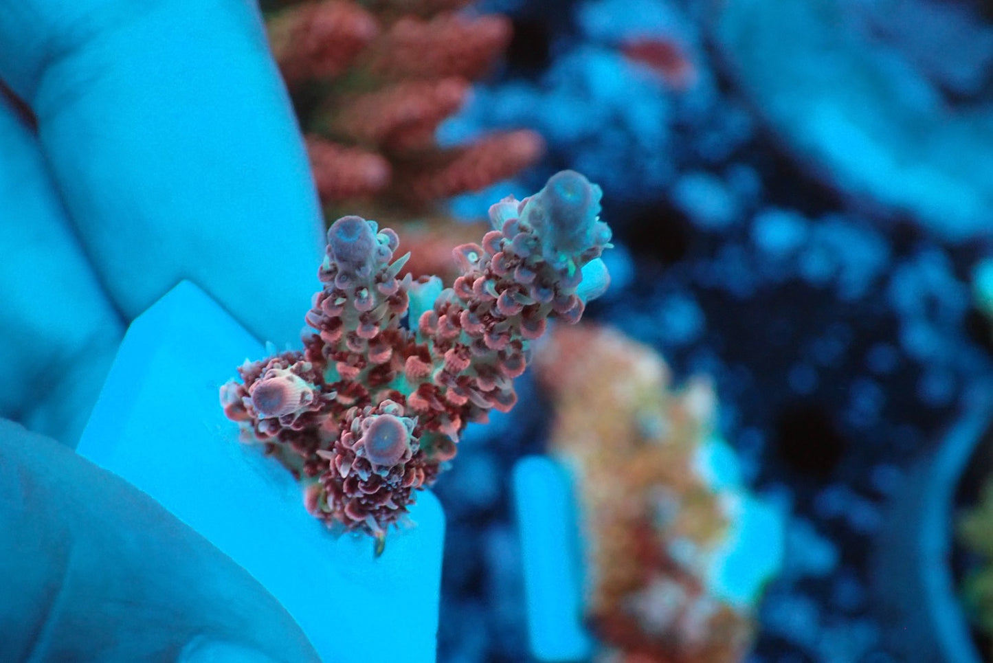 ミドリイシフラグ02