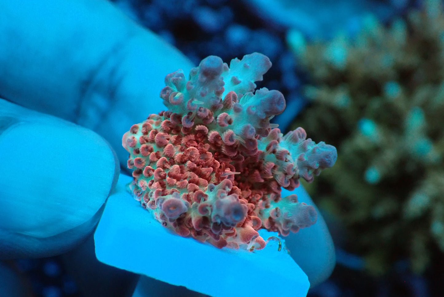 ミドリイシフラグ02