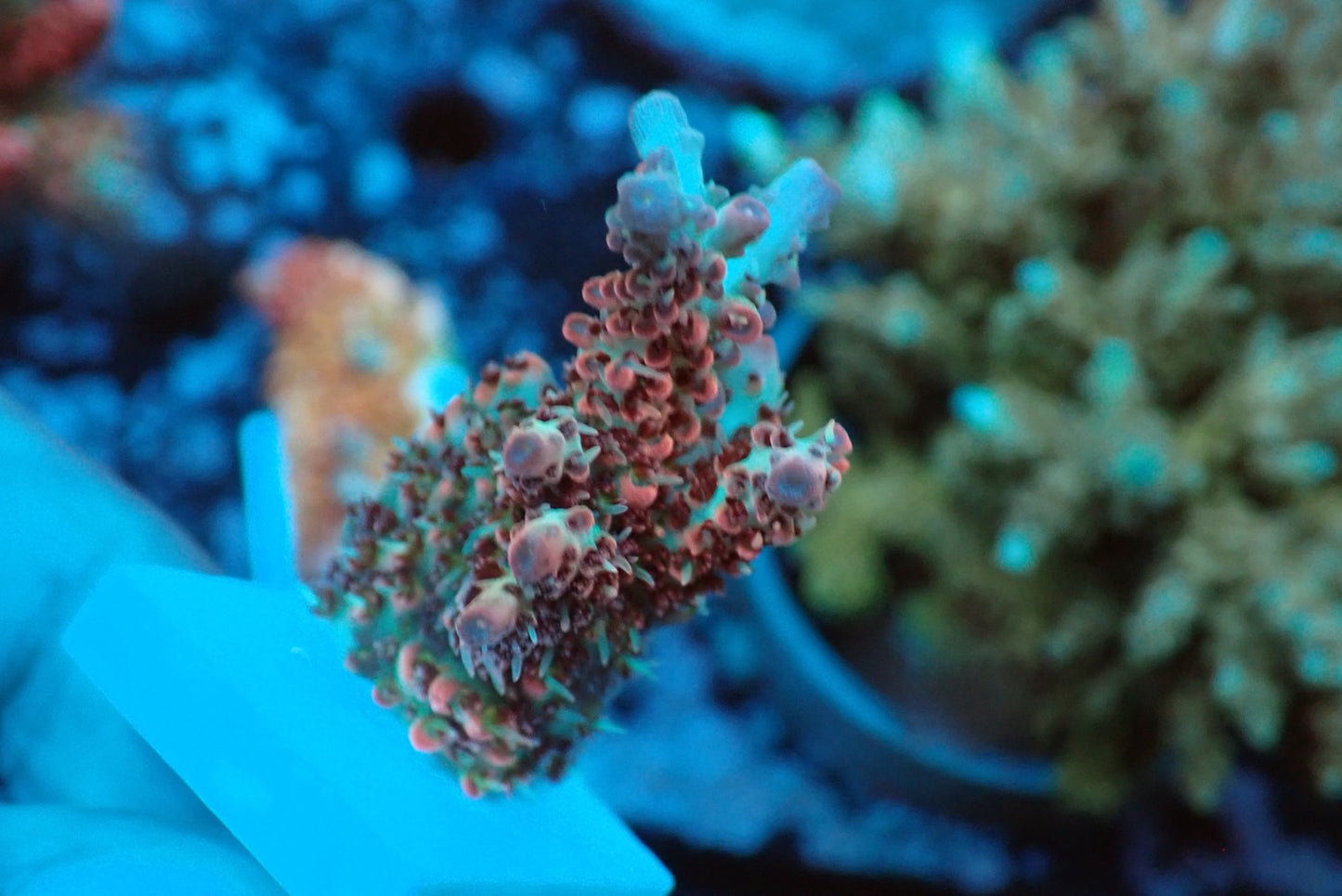 ミドリイシフラグ02