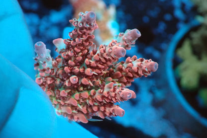 ミドリイシフラグ02