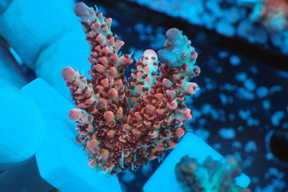 ミドリイシフラグ02