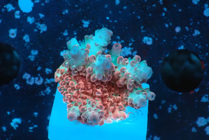 ミドリイシフラグ02