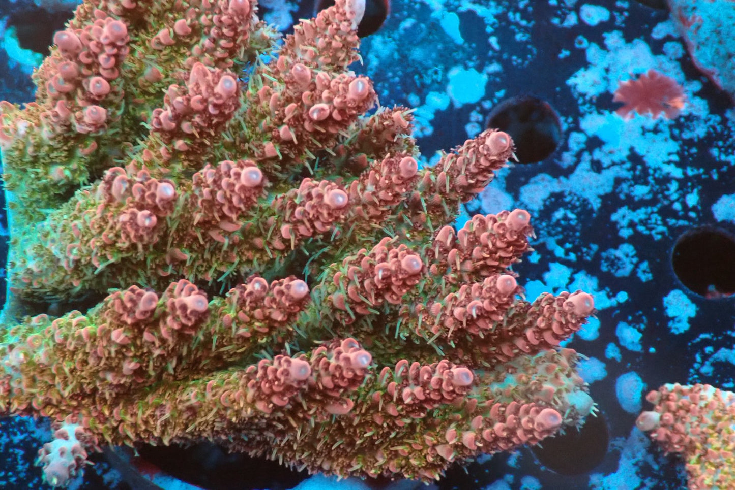 ミドリイシフラグ02