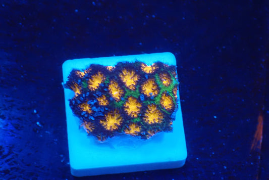 AUSトゲルリサンゴ(orange)